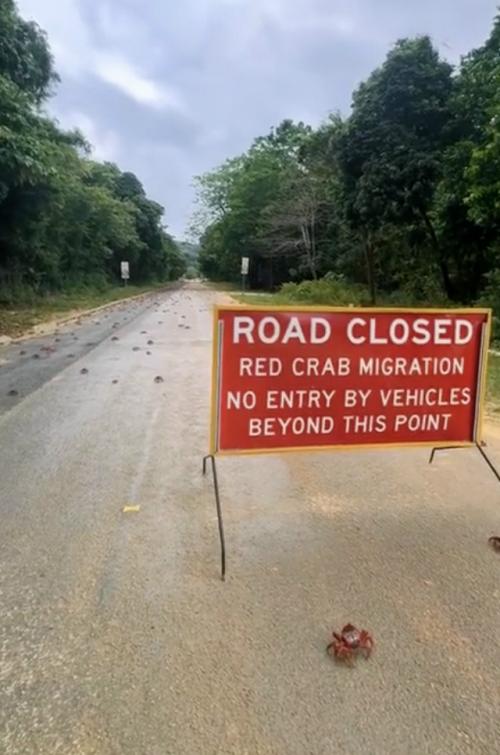 Каждый год на острове рождества происходит удивительное явление: миграция красных крабов. 01