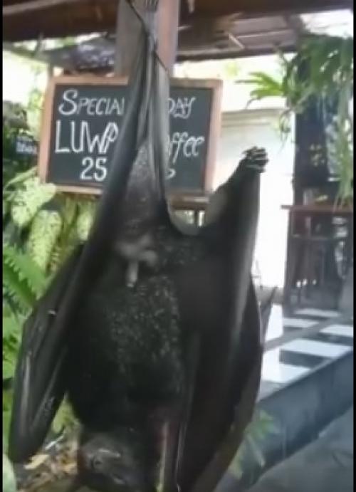 Гривастый ацеродон (Acerodon Jubatus) - это один из наиболее крупных видов среди отряда рукокрылые. 01