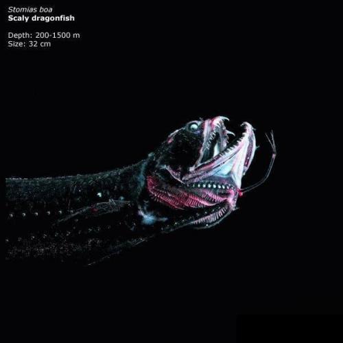 Загадки марианской впадины. 05 Загадки марианской впадины. 05