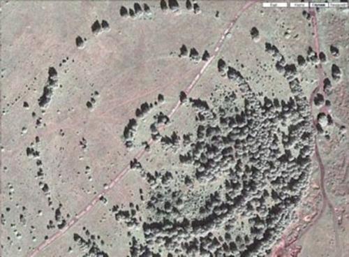 В лесу под Каслями есть таинственные круги из деревьев. 01