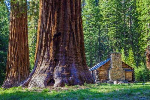 Что не так с лесами нашей планеты? 01