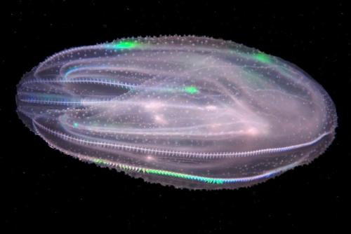 Медузы - каннибалы с исчезающим анусом захватили Венецию.

