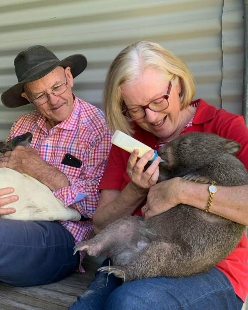 Добрые люди из австралийского приюта спасают осиротевших вомбатиков и лечат тех, кто попал в беду. 
