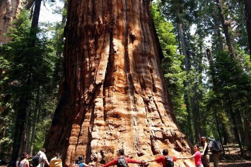 Что не так с лесами нашей планеты? 04