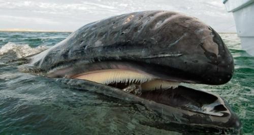 Когда у китов зубы были.
