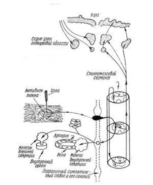 Физиологическое действие иглоукалывания. 01