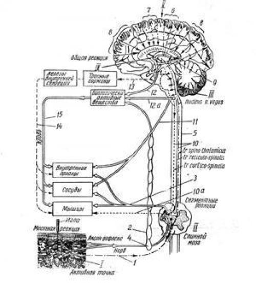 Физиологическое действие иглоукалывания.