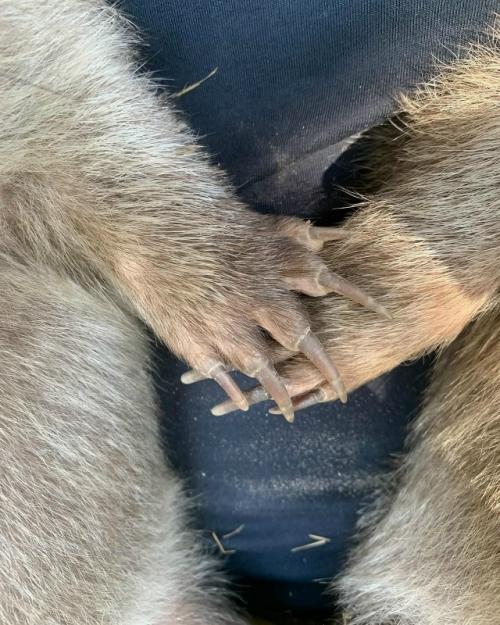 Добрые люди из австралийского приюта спасают осиротевших вомбатиков и лечат тех, кто попал в беду. 03