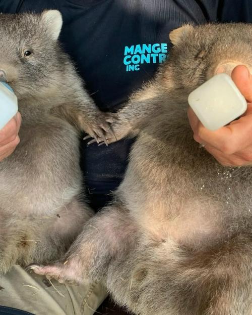 Добрые люди из австралийского приюта спасают осиротевших вомбатиков и лечат тех, кто попал в беду. 02