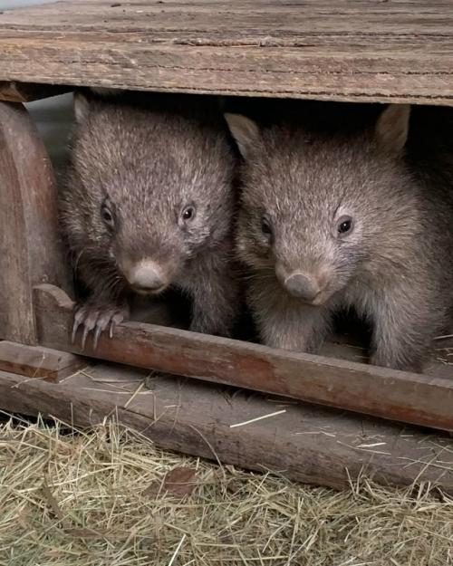 Добрые люди из австралийского приюта спасают осиротевших вомбатиков и лечат тех, кто попал в беду. 05