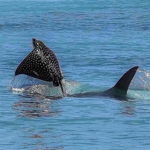 Естественный отбор!   Жить захочешь - еще не так раскорячишься! 01