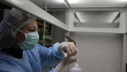 Ученые успешно протестировали вещество, замедляющее старение.