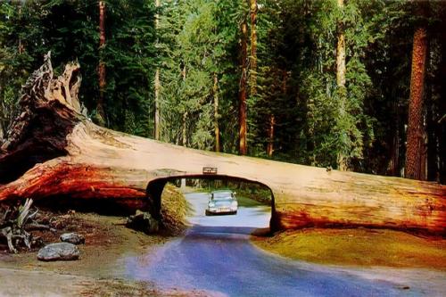 Что не так с лесами нашей планеты? 03