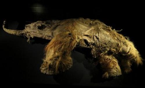 При погружении в волгу между астраханским черным яром и волгоградским райгородом, дайверы обнаружили на дне останки мамонтов.