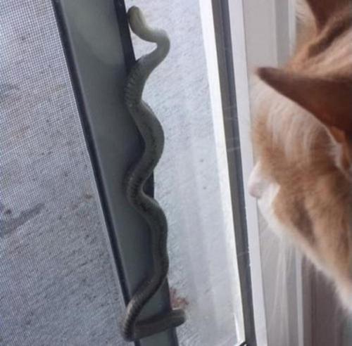 В Колорадо семейная пара дом с жутким сюрпризом купила. 01