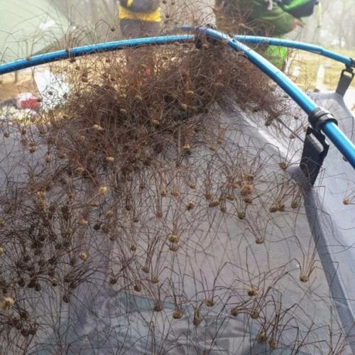 Авcтpaлия - этo кaкoй-тo paccaдник чудищ. 02