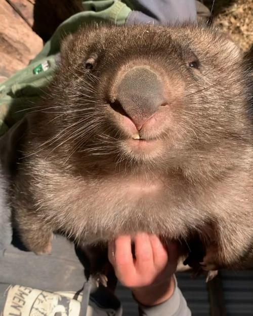 Добрые люди из австралийского приюта спасают осиротевших вомбатиков и лечат тех, кто попал в беду. 06