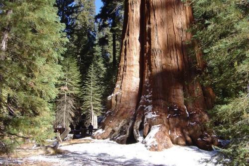 Что не так с лесами нашей планеты? 02