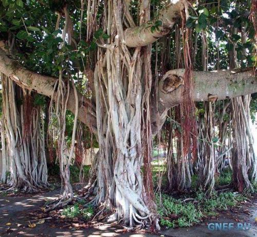 Священные деревья.
Ezomir.

