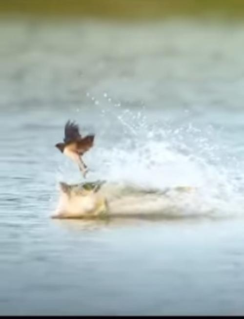 Африканская тигровая рыба - одна из самых стремительных пресноводных обитателей. 01