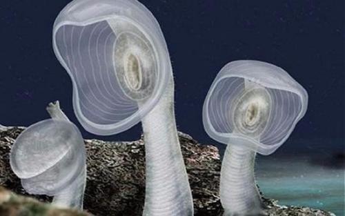 Оболочник.

Такое название эти морские существа получили из-за того, что их тело снаружи, как покрывалом, покрыто тонкой оболочкой.  