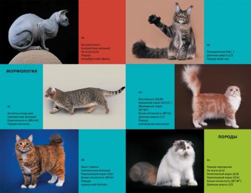 Что читать?  Научпоп о кошках! 02
