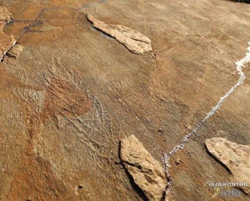 Древнейшие животные планеты были похожи на растения. 01 Древнейшие животные планеты были похожи на растения. 01