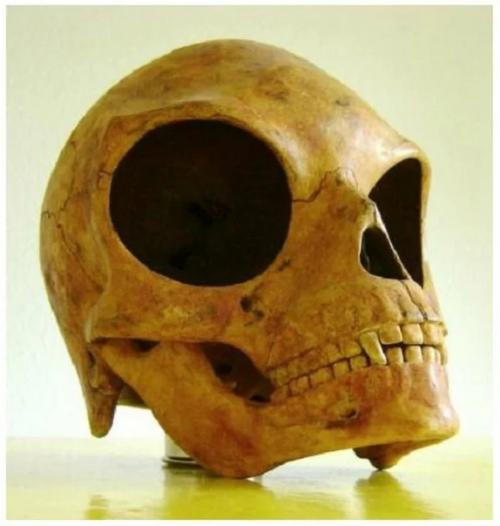 Тайна силендского черепа и версия об инопланетном происхождении. 01 Тайна силендского черепа и версия об инопланетном происхождении. 01