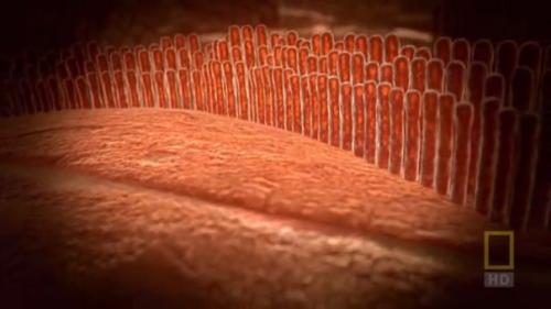 Внутри Живого Тела. 02