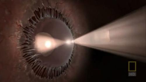 Внутри Живого Тела. 03