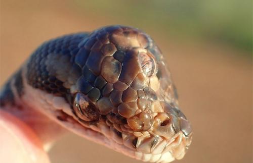 Как выглядит трехглазая змея. 01