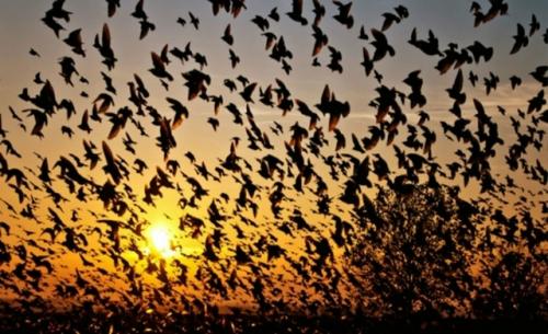 Тайна долины падающих птиц.
