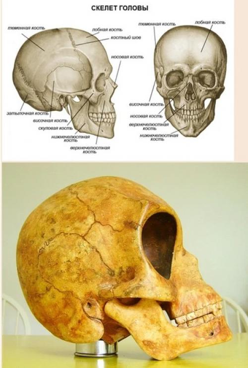 Тайна силендского черепа и версия об инопланетном происхождении. 04 Тайна силендского черепа и версия об инопланетном происхождении. 04