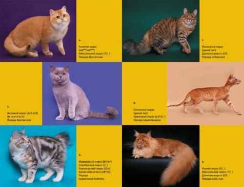 Что читать?  Научпоп о кошках! 01