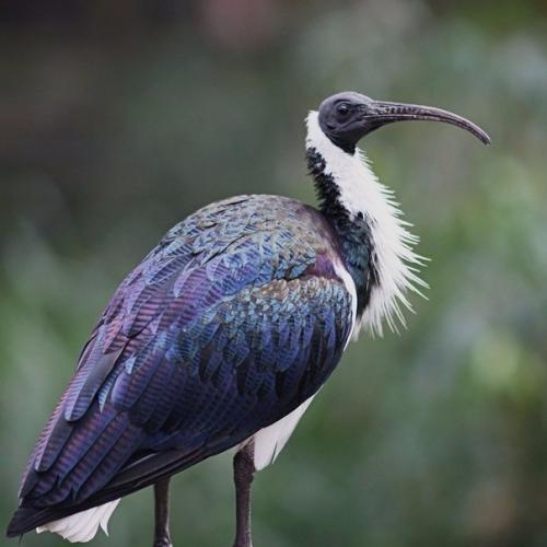 Австралийский ибис.  Птица гнездится большими колониями - до 15 000 пар и нередко принимает в них сородича - молуккского ибиса.