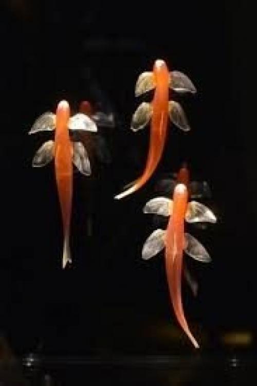 Ученые обнаружили в Таиланде новый вид рыб, которые умеют ходить.