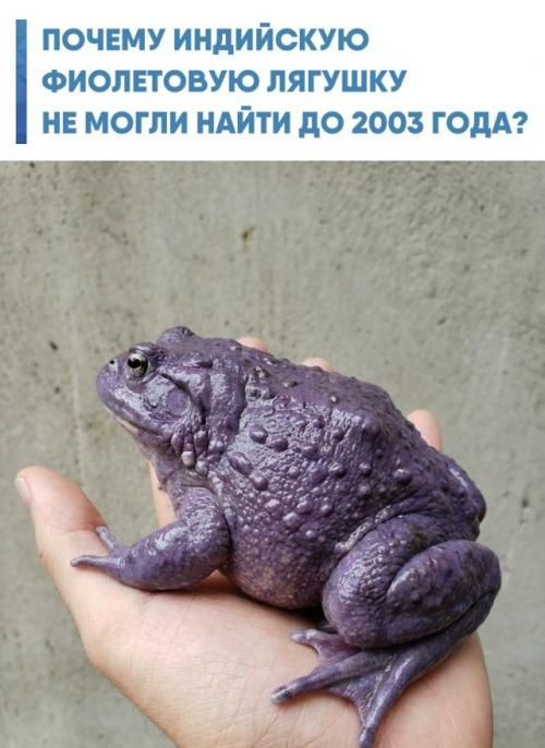 Эта амфибия выглядит как раздутый кусок фиолетового пластика, но её странная внешность - прямое следствие эволюционного тупика.  