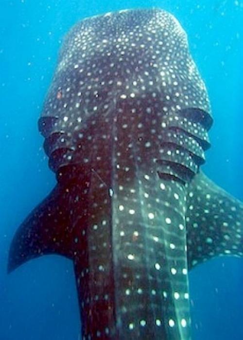 Так выглядят жабры китовой акулы. 01