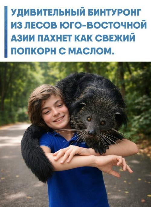 Это необычное животное напоминает смесь кошки, енота и медведя, за что его прозвали кошачьим медведем.  