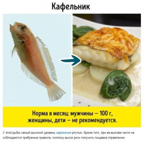 9 видов рыбы, которые не стоит есть. 05