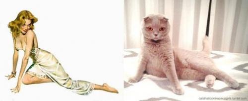 Кошки, позирующие в тех же позах, что и девушки с пинап - плакатов. 01