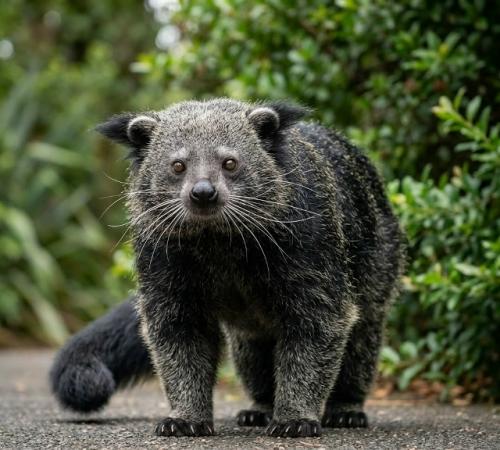 Это необычное животное напоминает смесь кошки, енота и медведя, за что его прозвали кошачьим медведем. 01