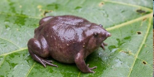 Эта амфибия выглядит как раздутый кусок фиолетового пластика, но её странная внешность - прямое следствие эволюционного тупика. 02