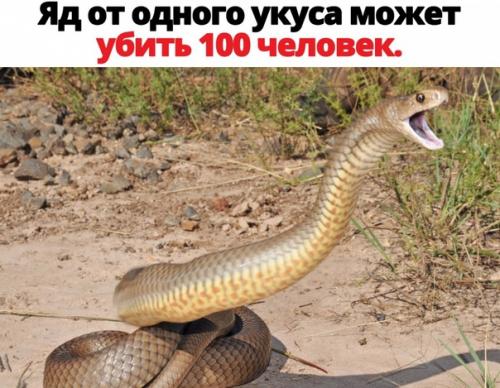 6 из 10 самых ядовитых видов змей в мире обитают в Австралии. 01