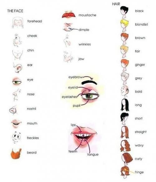 Удобный словарик для описания внешности на английском. Удобный словарик для описания внешности на английском.