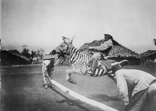 Бескрайняя саванна, тысячные стада полосатых бело - черных копытных, которые несутся по ней в даль в поисках пропитания и воды. 03