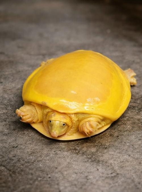 Уникальная рептилия оказалась не представителем отдельного вида, а особью индийской лопастной черепахи с врожденным альбинизмом. 02