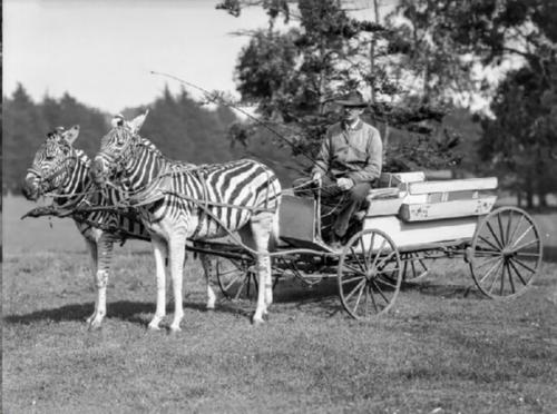 Бескрайняя саванна, тысячные стада полосатых бело - черных копытных, которые несутся по ней в даль в поисках пропитания и воды. 04