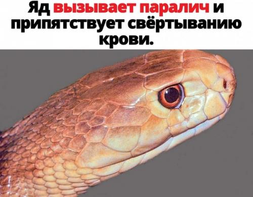 6 из 10 самых ядовитых видов змей в мире обитают в Австралии. 02