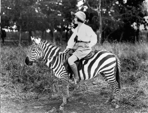 Бескрайняя саванна, тысячные стада полосатых бело - черных копытных, которые несутся по ней в даль в поисках пропитания и воды. 02